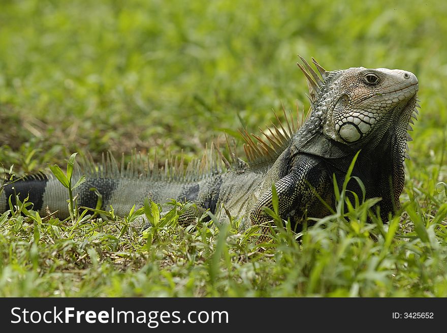 An iguana in a grass field on the SinÃº river bank near Monteria, Cordoba, Colombia. An iguana in a grass field on the SinÃº river bank near Monteria, Cordoba, Colombia.
