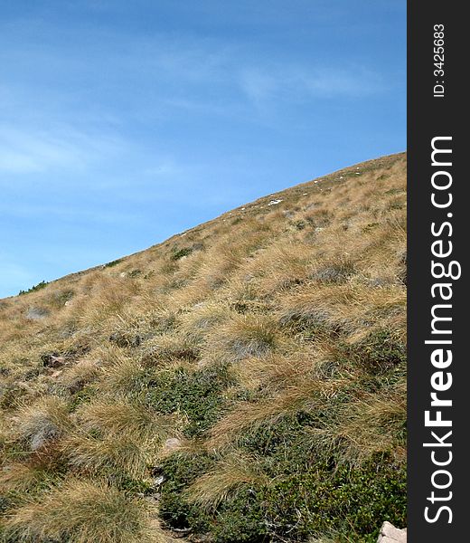 Landscape in nature with trees and grass. Landscape in nature with trees and grass