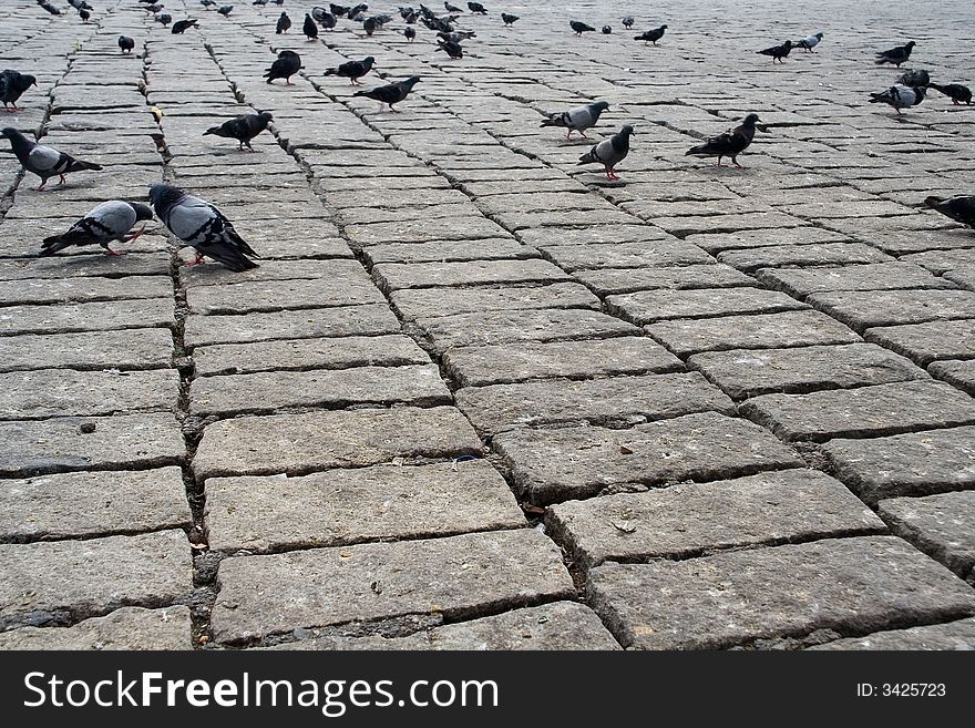 The old stone roadway and is a lot of pigeons