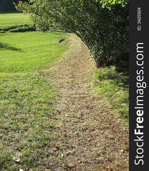 Landscape in nature with trees and grass. Landscape in nature with trees and grass