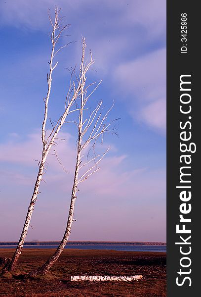 Dry trees on the lake