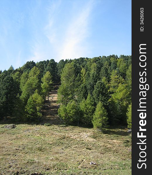 Landscape in nature with trees and grass. Landscape in nature with trees and grass