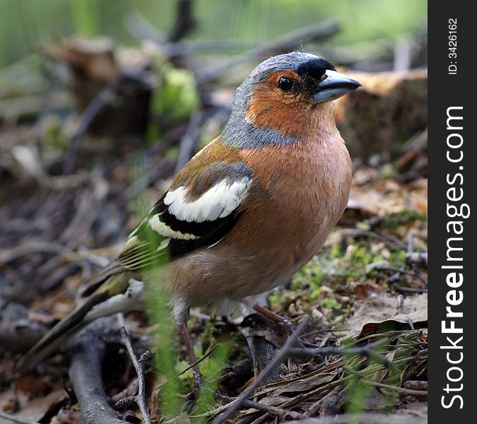 A picture of chaffinch captured in St.Petersburg, Russia