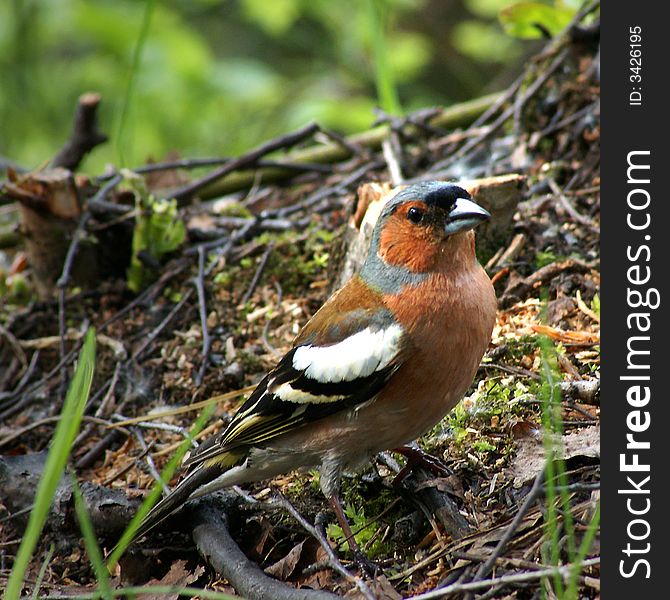 A picture of chaffinch captured in St.Petersburg, Russia