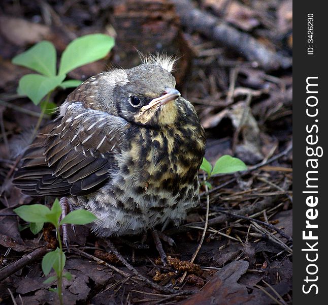 A picture of a nestling thrush  captured in St.Petersburg, Russia