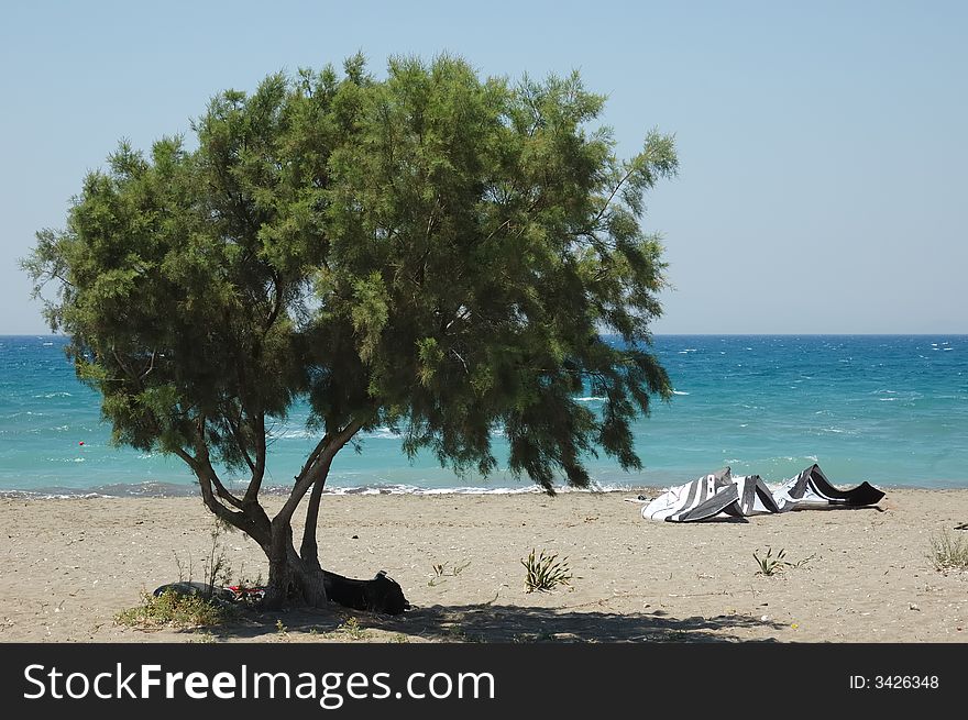 Tree Beach