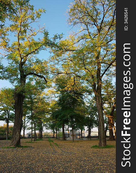 Trees and fallen leafs in autumn in town park. vertical.