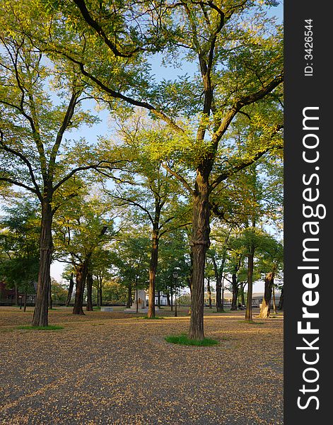 Trees and fallen leafs in autumn in town park. vertical.