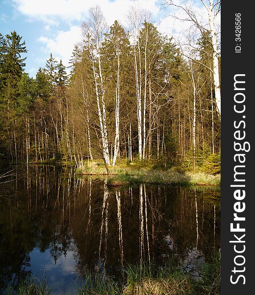 Birch wood and lake in spring