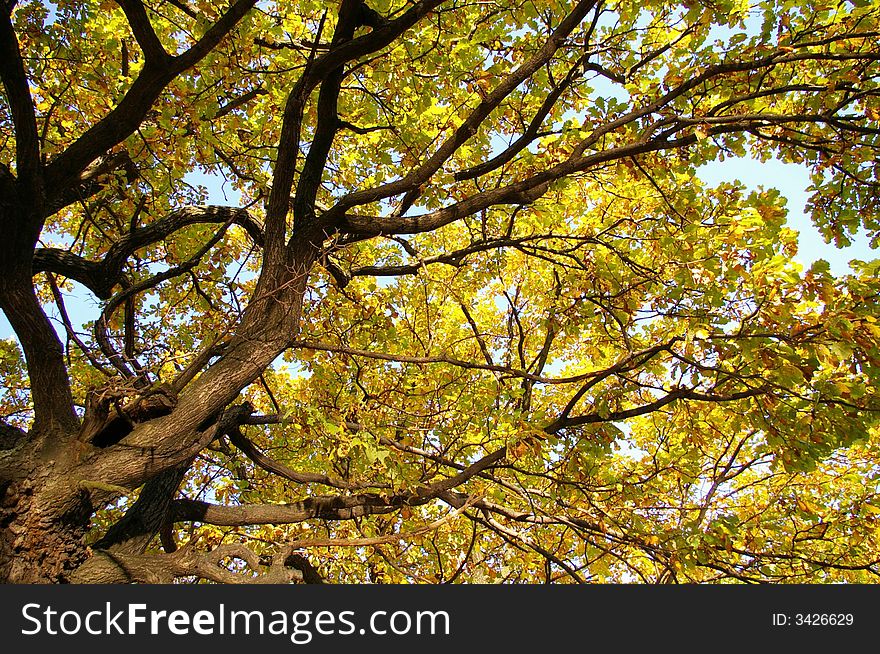 Branches of an autumn oak on a background of the sky