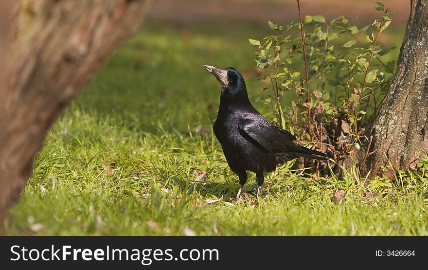 Image of a crow in a forest.Interesting variation of clarity from the left to the right.Shot with Canon 70-200mm f/2.8L IS USM. Image of a crow in a forest.Interesting variation of clarity from the left to the right.Shot with Canon 70-200mm f/2.8L IS USM