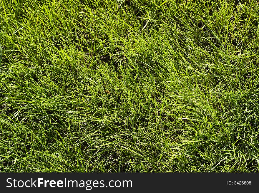 Close picture of grass plot. Close picture of grass plot