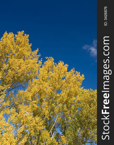 Yellow tree in fall in park. Yellow tree in fall in park