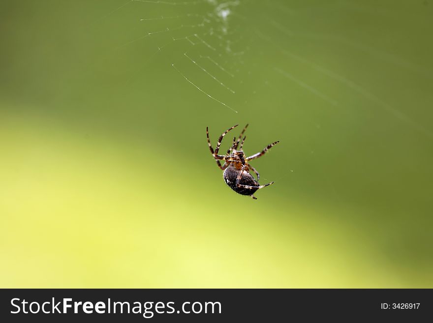 Mending the spider web - macro. Mending the spider web - macro