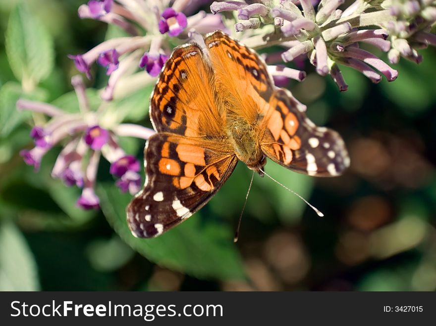 An upside down butterfly on a butterfly bush. An upside down butterfly on a butterfly bush.