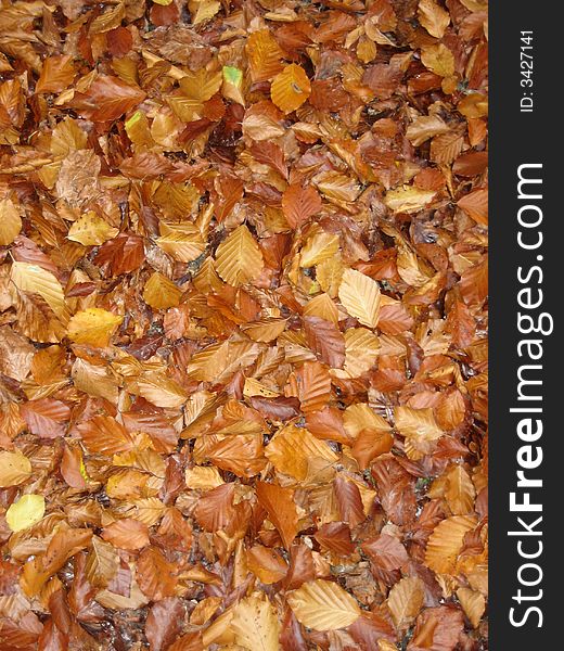 Many Leaves in autumn with brown colours. Many Leaves in autumn with brown colours