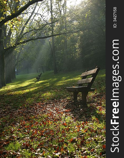 Forest in autumn in europe