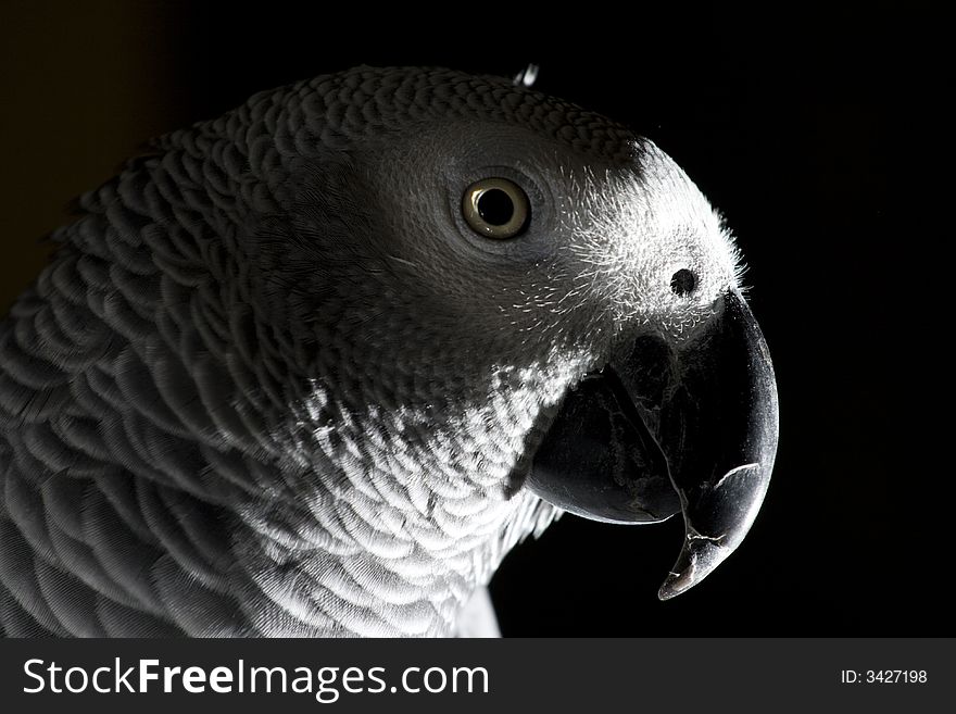 The African Grey Parrot isolated on black background