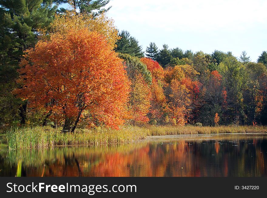 Red, Yellow, and orange trees reflected in a lake. Red, Yellow, and orange trees reflected in a lake