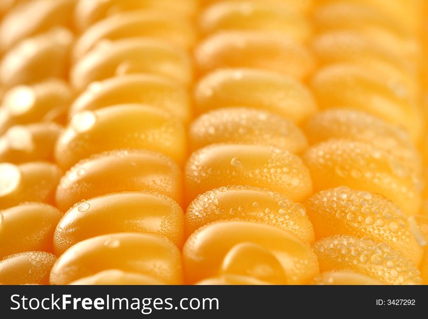 Fresh grains of corn and dewdrop, background