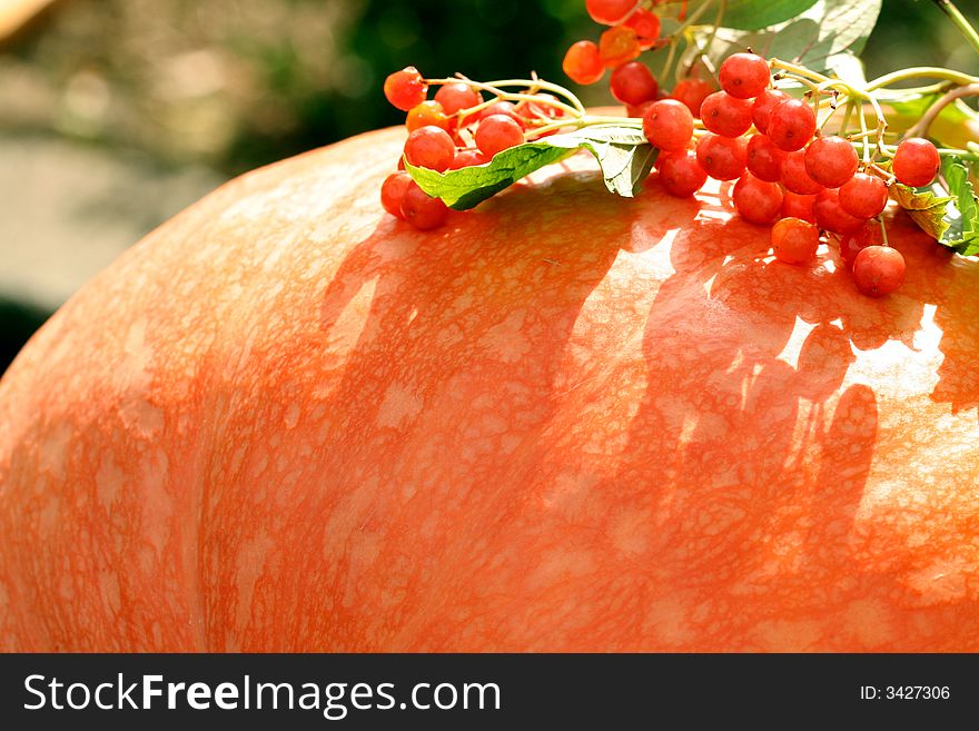 Red berries on an orange pumpkin, background. Red berries on an orange pumpkin, background