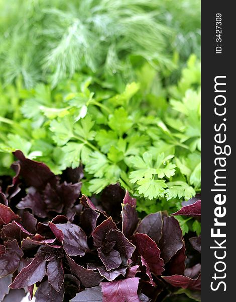 Fresh leaves of a basil, parsley and fennel, background. Fresh leaves of a basil, parsley and fennel, background