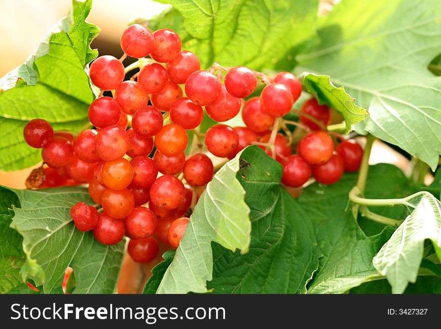 Red ripe berries, food background