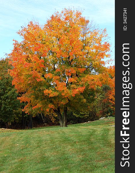 A lovely maple tree in autumn with red, orange, and yellow foliage. A lovely maple tree in autumn with red, orange, and yellow foliage