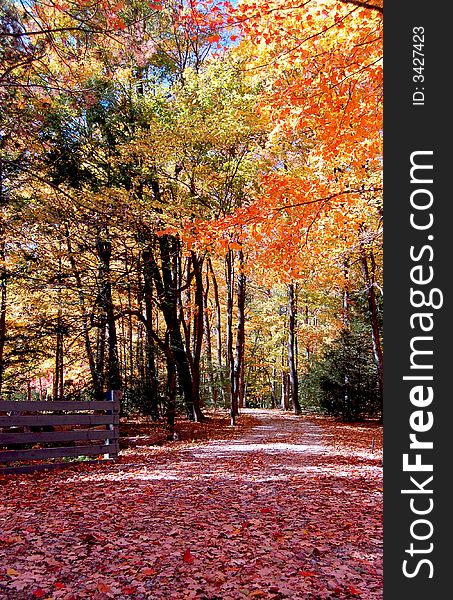 Fallen leaves on a winding trail during autumn. Fallen leaves on a winding trail during autumn