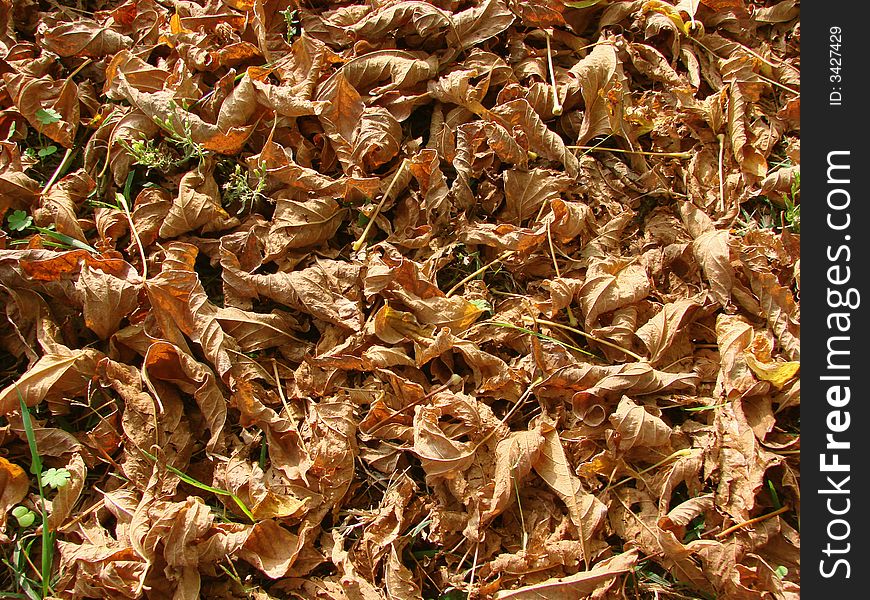Red dry leaves on a field in October. Red dry leaves on a field in October