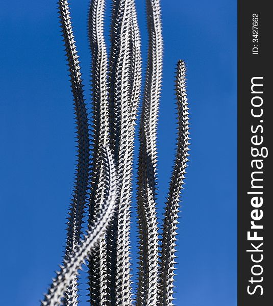 Alluaudia sp. - a tall thin spiky cactus on a deep blue sky, native to madagascar