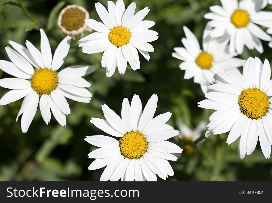 Group of daisies in a garden taken with a cannon XT