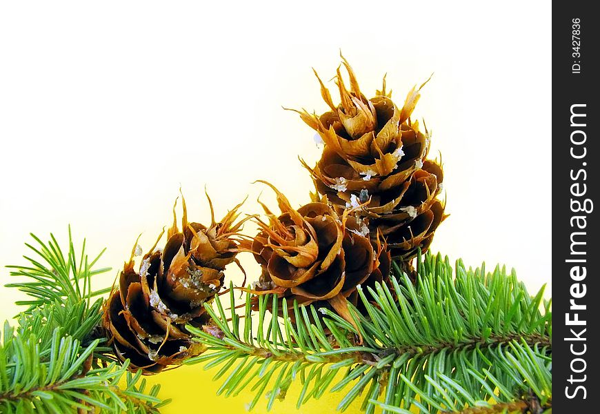 Spruces twigs with cones