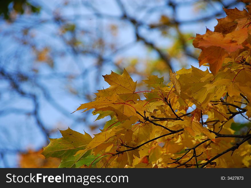 Colourful autumn leaves with skies