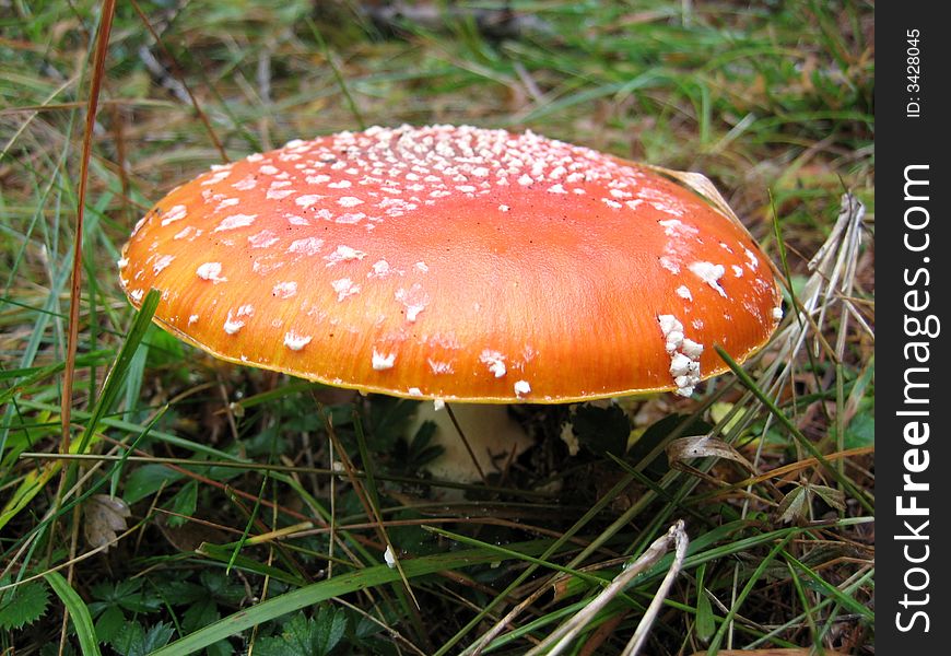 A red fly agaric with white points in the woood