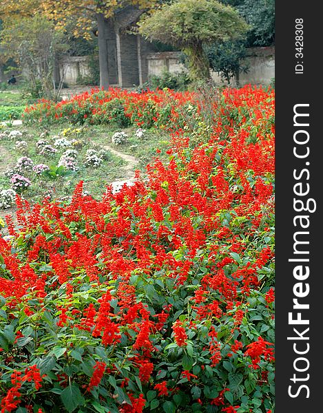 The autumn of XI'AN arboretum