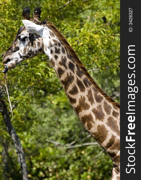 Giraffe Eating from a tree