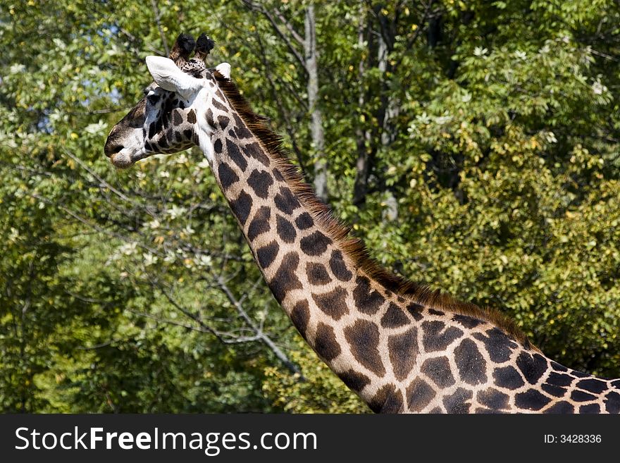 Close up of a giraffe neck