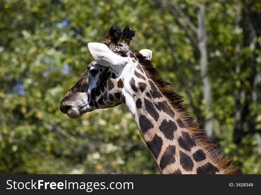 Giraffe head shot close up. Giraffe head shot close up