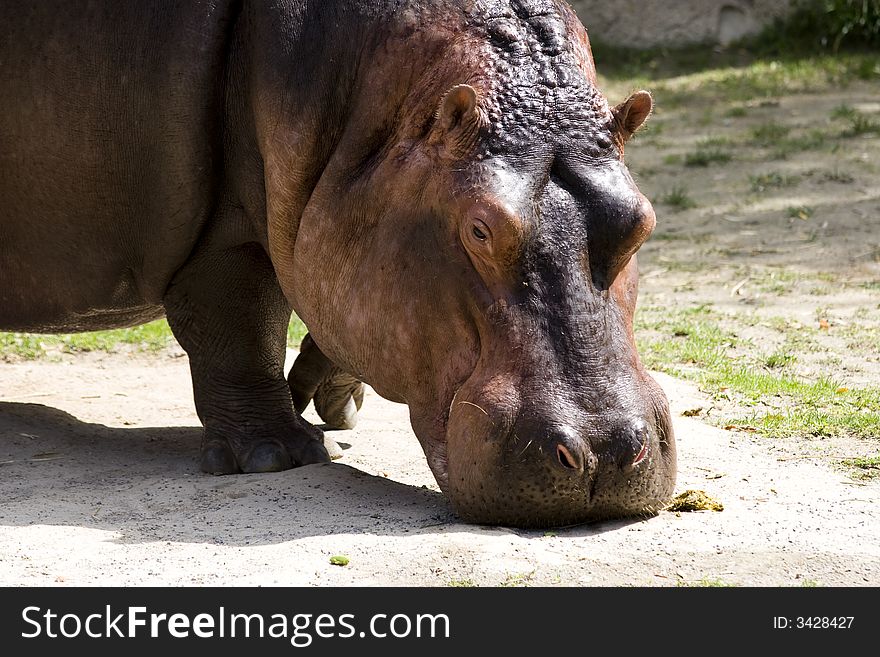 Close up shot of a Hippopotamus