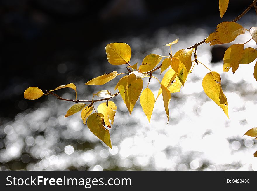 Yellow Tree Leave