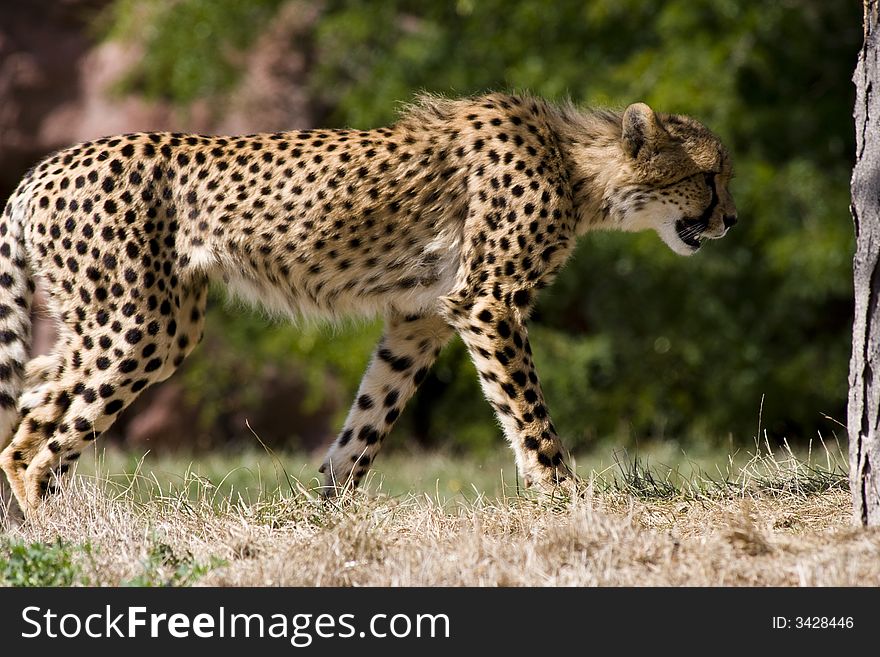 Cheetah looking for its pray