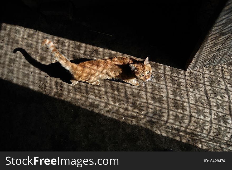 A cat in the shadow