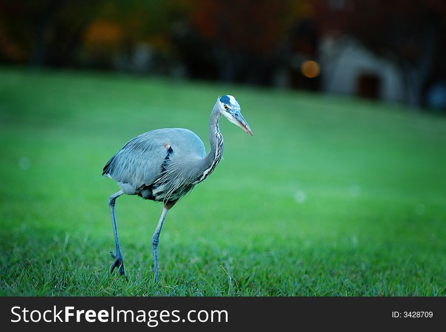 A Great Blue Heron in my courtyard