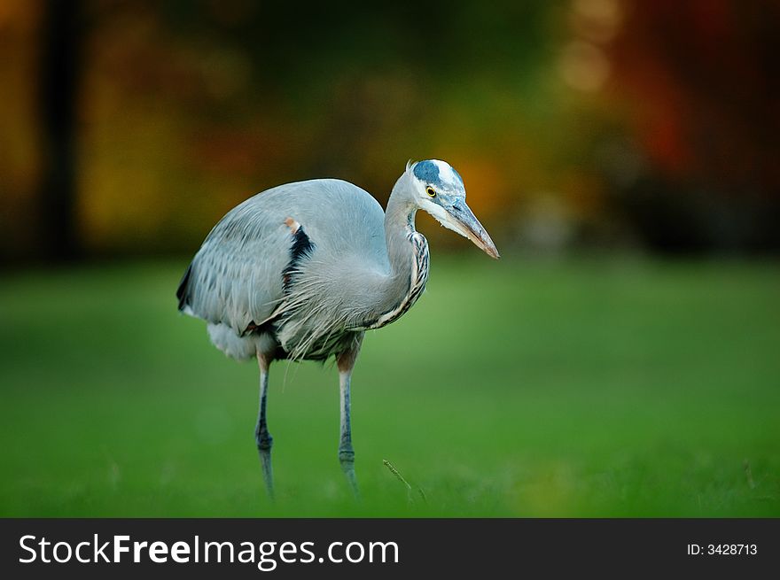 Great Blue Heron