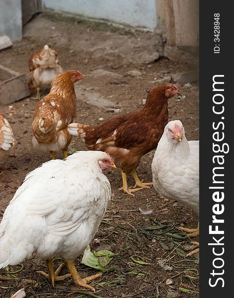 Chicks and hens on the village farm's yard. Chicks and hens on the village farm's yard