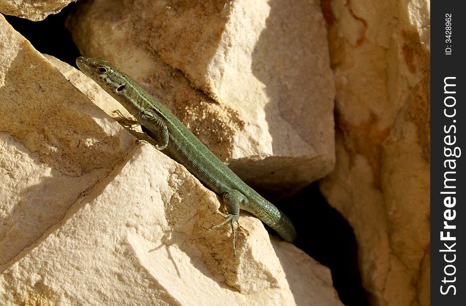 Common lizard living between rocks. Common lizard living between rocks.