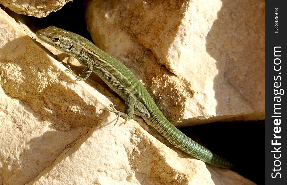 Common lizard living between rocks. Common lizard living between rocks.