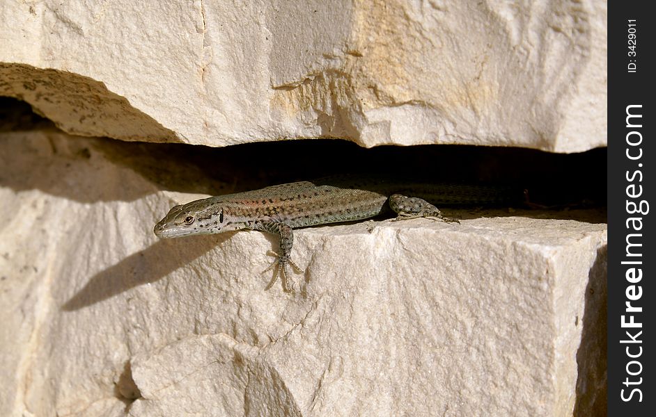 Common lizard living between rocks. Common lizard living between rocks.