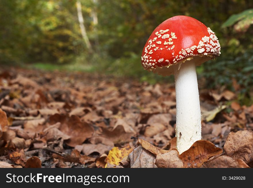 An image of red mushroom in forest. An image of red mushroom in forest
